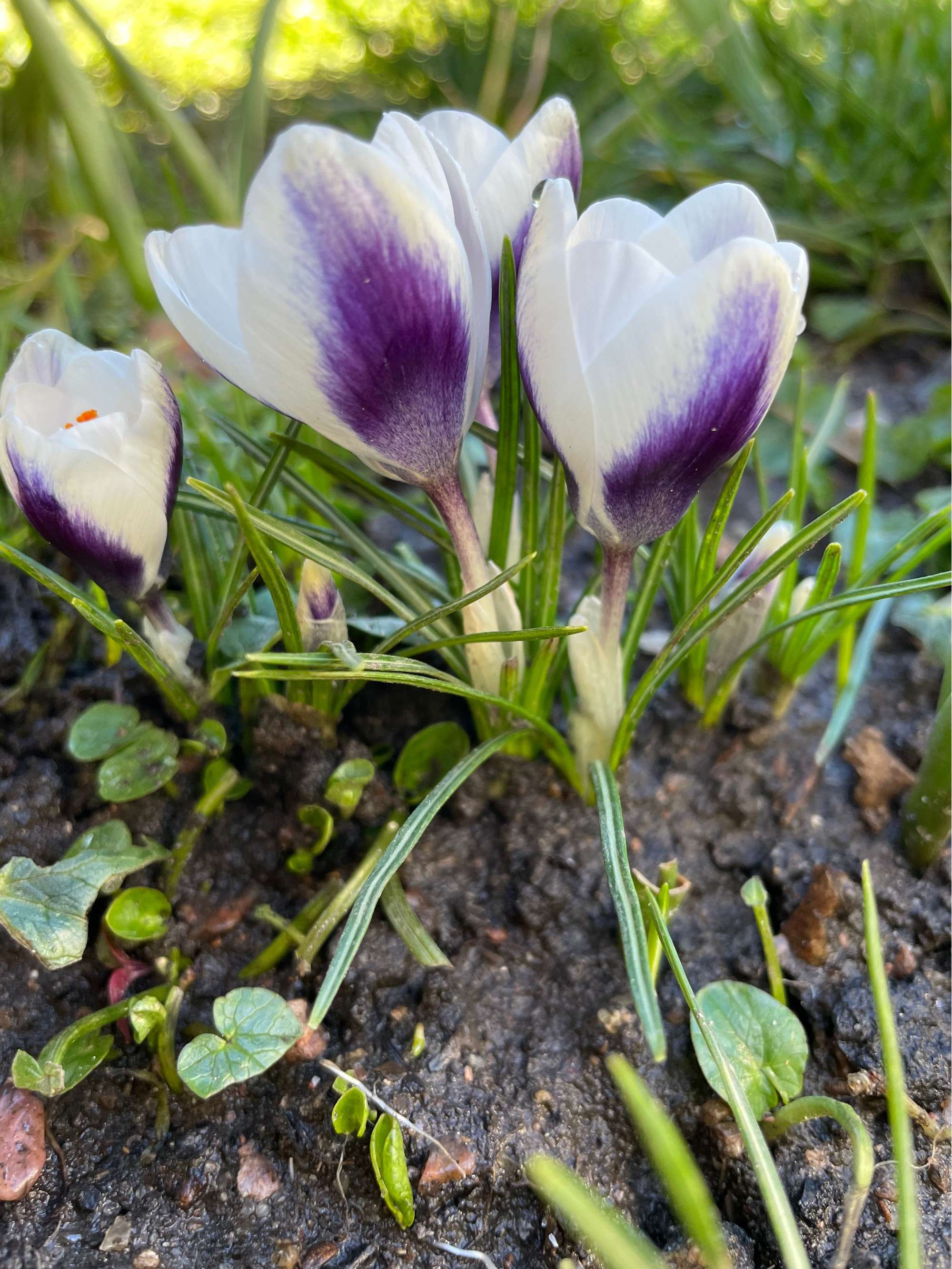 Botanisk krokus 'Prince Claus'